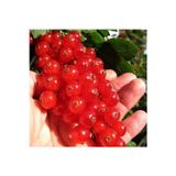 Sole Hediyeli - Hollanda'Dan Ithal Gooseberry, Bektaşi Üzümü Tohumu 50