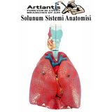 Solunum Sistemi Modeli 1 Adet 38X25 Cm Akciğer Maketi Larinks Ve Tiroid Modeli Anatomik Deney Bilim Tıbbi Model