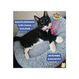 Solvéra Peluş Wellsoft Gri Kedi/köpek Yatağı, Boncuk Elyaflı Yumuşak Konfor Kedi ve Köpek Yatağı - Seçenek 1 - Siyah
