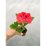 Somon Ceylan Gözü Canan Sardunya Çiçeği Fidanı Turuncu 10-20 Cm