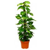Sopalı Patos Salon Sarmaşığı Golden Pothos 100-120 cm | Salon Bitkisi, Sarmaşık Türü, Sopalı Tasarım, 100-120 cm Boy
