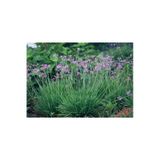Sosyete Sarımsağı Çiçeği Fidanı 30-50 Cm