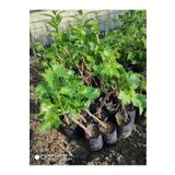 SÖZER Sultaniye Üzüm Fidanı Tüplü 10-30 Cm