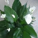 Spathıphyllum Barış(Yelken Çiçeği) Çiçeği Tohumu(10 tohum)