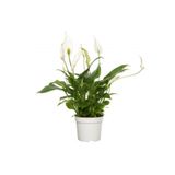 Spatifilyum Barış Çiçeği Spathiphyllum Bellini, BTS05032025BYB80