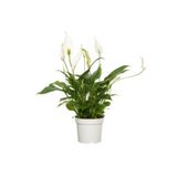 Spatifilyum Barış Çiçeği Spathiphyllum Bellini, SG210406