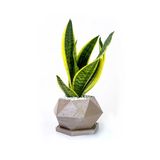 Spike Mokka Saksıda Paşa Kılıcı Sansevieria