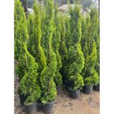 Spiral Limoni Selvi Boy 200-230 Cm