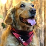 St. Morritz Isme Özel Köpek Bandana Isimli Köpek Fular Kişiselleştirilebilir Köpek Bandanası (Yünlü Ekoseli)