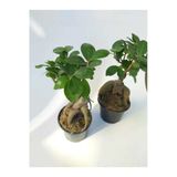Stanova Bonsai Ficus Ginseng 18 cm