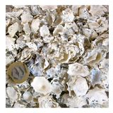 Star Limpet Kiloluk Deniz Kabuğu (1 KG)