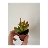 staristakı crassula ovata gollum shrek kulağı / parmak yeşim