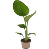 Starliçe - Beyaz Cennet Kuşu 50 -60 cm (Strelitzia Nicolai) Iç Mekan Bitkisi