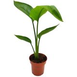 Starliçe Beyaz Cennet Kuşu /yavru Sağlıklı 20-40cm Saksılı Salon Çiçeği