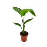 Starliçe Beyaz Cennet Kuşu /yavru Sağlıklı 30-40cm Saksılı Salon Çiçeği