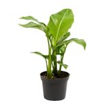Starliçe Cennet Çiçeği 1 Adet Saksılı Mini Boy 15-30Cm Strelitzia, SRD1322025BYB04