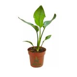 Starliçe Cennet Kuşu Çiçeği 1 Adet Saksılı Mini Boy 15-30Cm Strelitzia, GDB15112024NA27