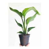 Starliçe Cennet Kuşu Çiçeği 1 Adet Saksılı Mini Boy 15-30Cm Strelitzia, SRD03022025BYB407
