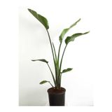 Starliçe Cennet Kuşu Çiçeği - Strelitzia Canlı Salon Bitkisi 100-140 Cm