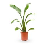 Starliçe Cennet Kuşu Çiçeği - Strelitzia Canlı Salon Bitkisi 50-70Cm