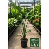 Starlice Cennet Kuşu Çiçeği Strelitzia Nicolai Büyük Boy Canlı Salon Bitkisi 100-120cm