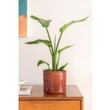 Starliçe Cennet Kuşu Çiçeği - Strelitzia Nicolai Canlı Salon Bitkisi 70 - 90 cm