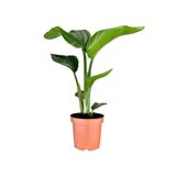 Starliçe Cennet Kuşu Saksılı (20-40 cm) İç Mekan Çiçeği