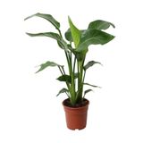 Starliçe Cennet Kuşu Strelitzia İç Mekan Salon Çiçeği 50-70cm