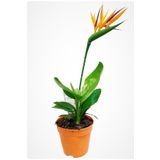 Starliçe Regina Cennet Kuşu (Strelitzia Reginae) Ithal Canlı Saksıda Ev Ofis Salon Bitkisi.