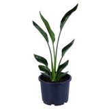 Starliçe - Starliçe Regina - Bitki Boyu 50-60 Cm (saksı Hariç) - Cennet Kuşu - Strelitzia Regina