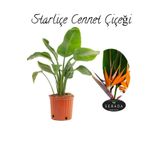 Starliçe (Strelitzia Reginae) Cennet Kuşu Bitkisi 50-70Cm Salon Çiçeği, SRD30012025BYB299