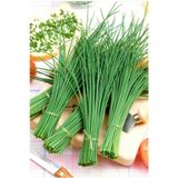 Staro Frenk Soğanı Tohumu Soğanotu Chives