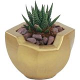 Stein Kohle Çiçek Saksısı Dekoratif Kaktüs Saksı 1 Adet Altın Renk Uygulamalı Önü Açık Model