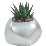 Stein Kohle Çiçek Saksısı Dekoratif Kaktüs Saksı 1 Adet Uygulamalı Spiral Oval Model - Gümüş