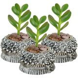 Stein Kohle Dekoratif Saksı Minik Kaktüs Saksısı Çiçekli Fiyonklu Model - 3'lü SET - Gümüş