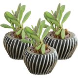 Stein Kohle Dekoratif Saksı Minik Kaktüs Saksısı Derin Çizgili Spiral - 3'lü SET - Gümüş