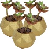 Stein Kohle Dekoratif Saksı Minik Kaktüs Saksısı Dönen Poly Model - 3'Lü Set - Altın