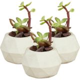Stein Kohle Dekoratif Saksı Minik Kaktüs Saksısı Dönen Poly Model - 3'Lü Set - Beyaz