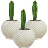 Stein Kohle Dekoratif Saksı Minik Kaktüs Saksısı İnce Çizgi Spiral - 3'lü SET - Beyaz