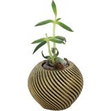 Stein Kohle Dekoratif Saksı Minik Kaktüs Saksısı Ince Çizgi Spiral Model - TEKLİ - Gold