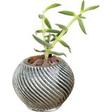 Stein Kohle Dekoratif Saksı Minik Kaktüs Saksısı İnce Çizgi Spiral - TEKLİ - Gümüş