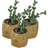Stein Kohle Dekoratif Saksı Minik Kaktüs Saksısı Kaktüs Desenli Model - 3'Lü Set - Altın