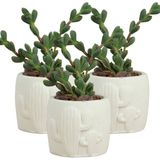 Stein Kohle Dekoratif Saksı Minik Kaktüs Saksısı Kaktüs Desenli Model - 3'Lü Set - Beyaz