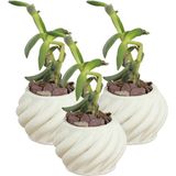 Stein Kohle Dekoratif Saksı Minik Kaktüs Saksısı Kalın Çizgili Spiral Model - 3'lü SET - Beyaz