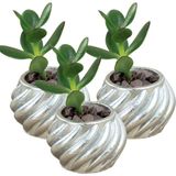 Stein Kohle Dekoratif Saksı Minik Kaktüs Saksısı Kalın Çizgili Spiral Model - 3'lü SET - Gümüş