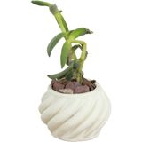 Stein Kohle Dekoratif Saksı Minik Kaktüs Saksısı Kalın Çizgili Spiral Model - TEKLİ - Beyaz