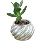 Stein Kohle Dekoratif Saksı Minik Kaktüs Saksısı Kalın Çizgili Spiral Model - TEKLİ - Gümüş