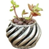 Stein Kohle Dekoratif Saksı Minik Kaktüs Saksısı Kalın Çizgili Spiral Model
