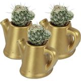 Stein Kohle Dekoratif Saksı Minik Kaktüs Saksısı Mini Çaydanlık - 3'lü SET - Altın