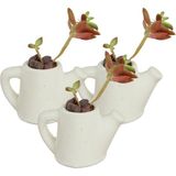 Stein Kohle Dekoratif Saksı Minik Kaktüs Saksısı Mini Çaydanlık Model - 3'Lü Set - Beyaz